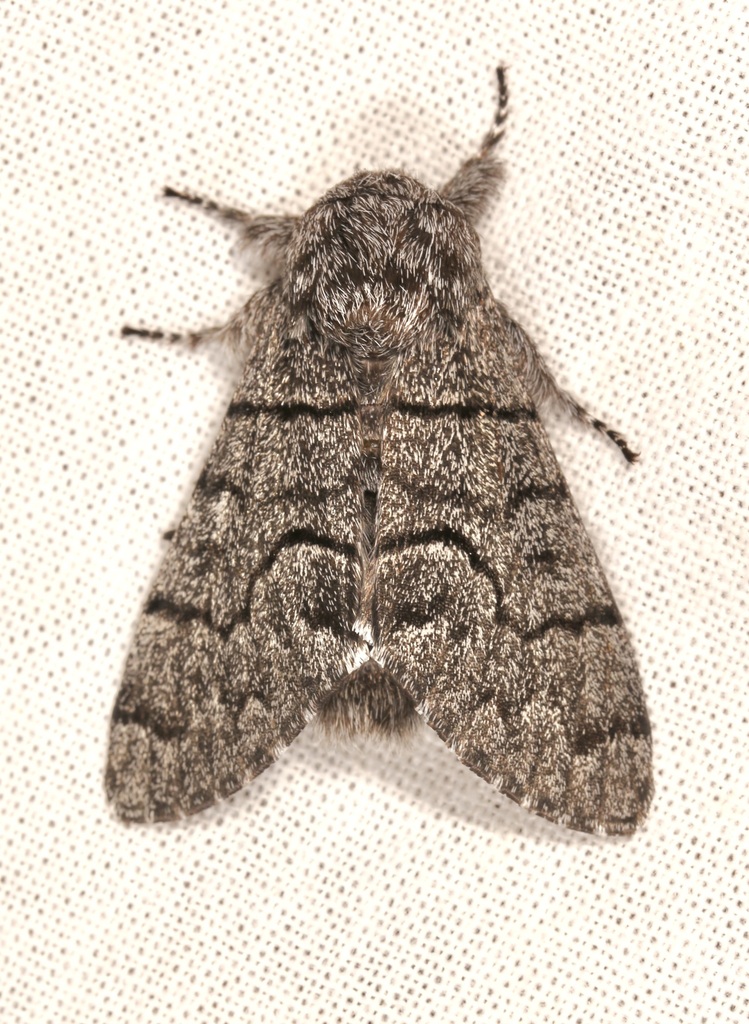 Giant Panthea Moth