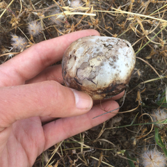 Calvatia fragilis