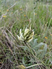 Astragalus hoodianus