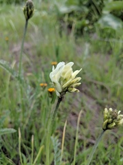 Astragalus hoodianus