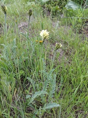 Astragalus hoodianus