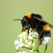Buff-tailed Bumble Bee - Photo (c) Vera Buhl, some rights reserved (CC BY-SA)