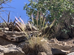 Elymus longifolius