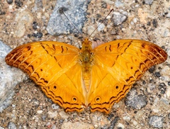 Vindula dejone erotella