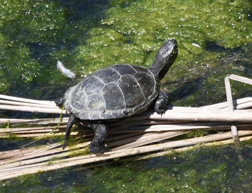 European Pond Turtle