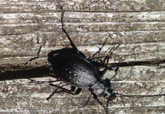 Carabus hortensis