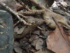 Sphaerodactylus notatus image