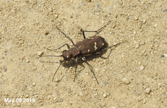 Cicindela gemmata