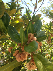 Dodonaea viscosa viscosa