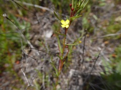 Ludwigia linearis
