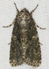 Acronicta afflicta