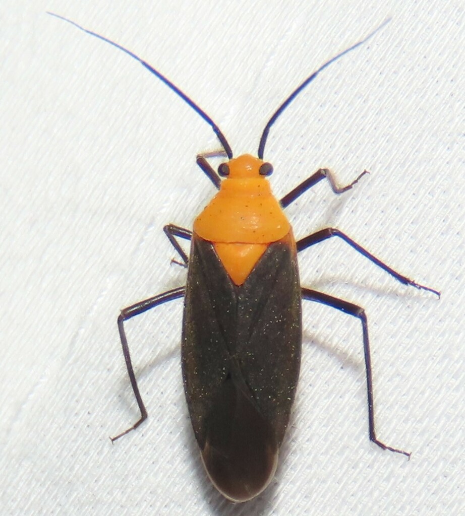 Prepops divisus