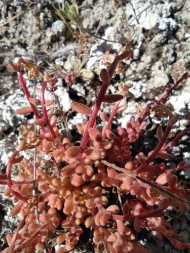 Sedum gypsicola, photograph 3