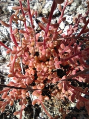 Sedum gypsicola, photograph Daniel Heras González, CC BY, iNaturalist via GBIF