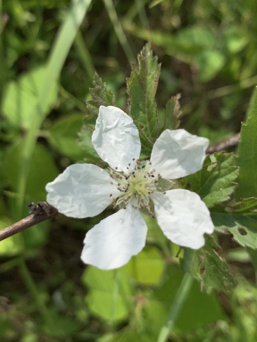 Rubus flagellaris iNat (3)
