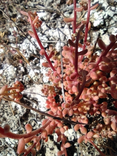 Sedum gypsicola, photograph 5