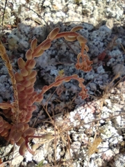 Sedum gypsicola, photograph Daniel Heras González, CC BY, iNaturalist via GBIF