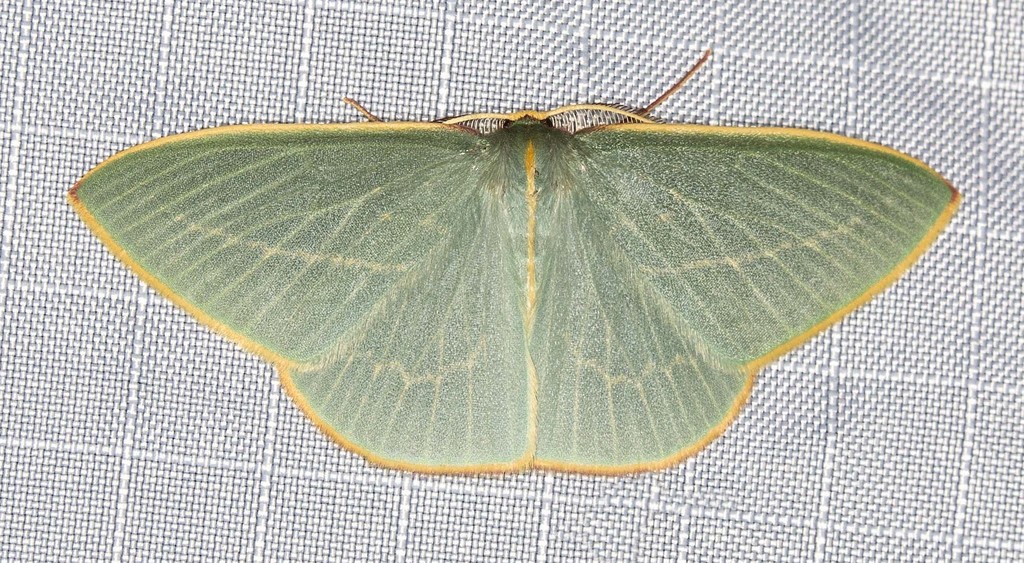Veined Emerald