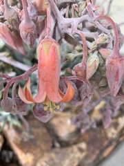 Cotyledon