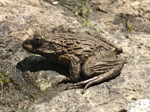 Glandirana rugosa observed 2019-02-25