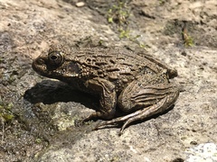 Glandirana rugosa