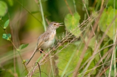 Prinia inornata