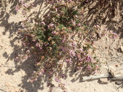 Erica glabella laevis