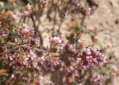 Erica glabella laevis