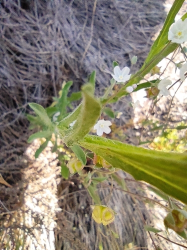 Image of Iberodes linifolia by (c) Daniel Heras González, some rights reserved (CC BY)