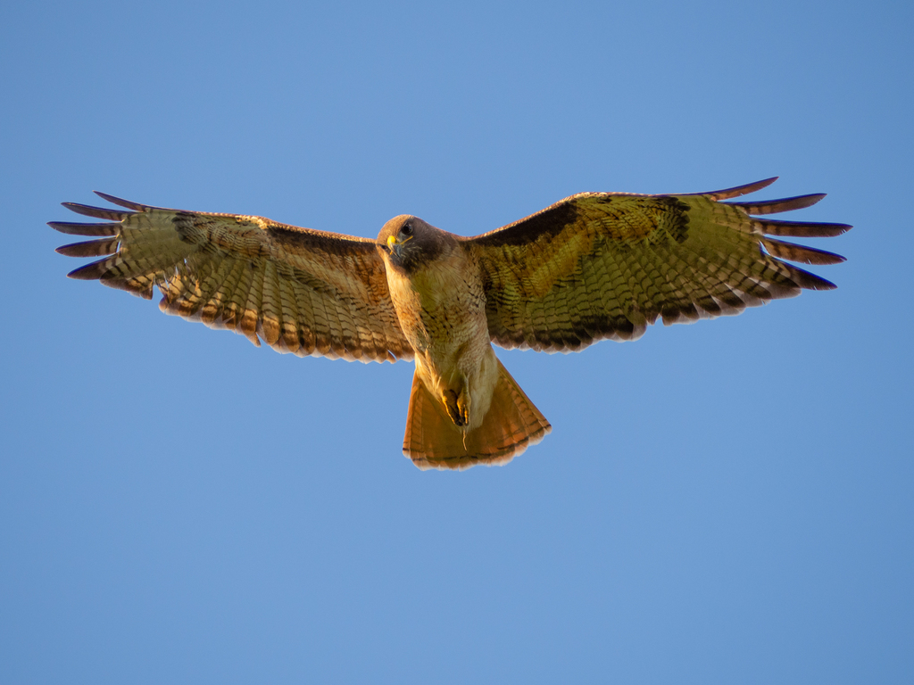 Western Red-tailed Hawk (Species in our area) · iNaturalist