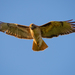 Western Red-tailed Hawk - Photo (c) Eric, some rights reserved (CC BY-NC), uploaded by Eric