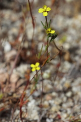 Camissonia contorta