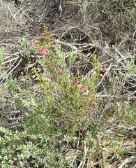 Erica discolor