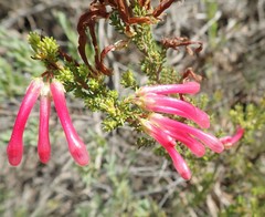 Erica discolor