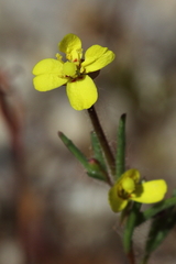 Camissonia contorta