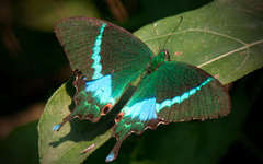 Papilio crino
