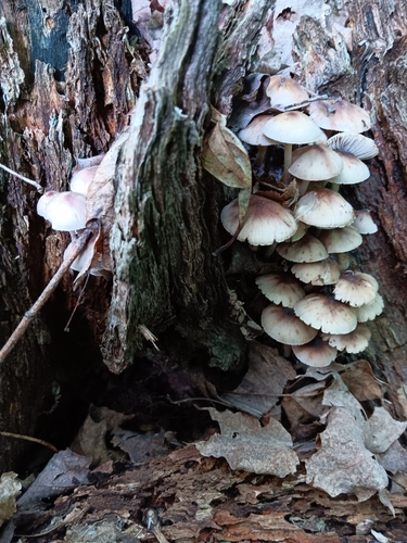 Mycena inclinata