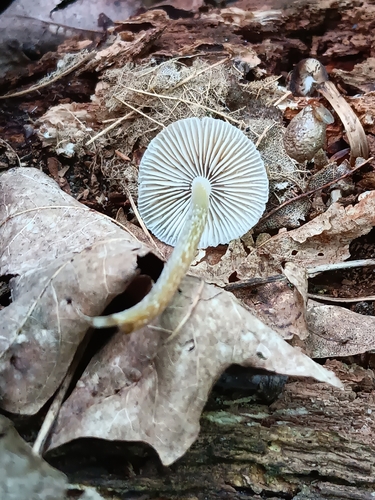 Mycena inclinata (Photo 2 of 2)