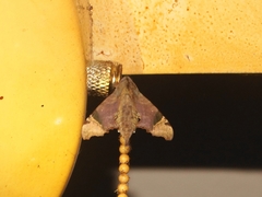 Temnora zantus