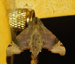 Temnora zantus
