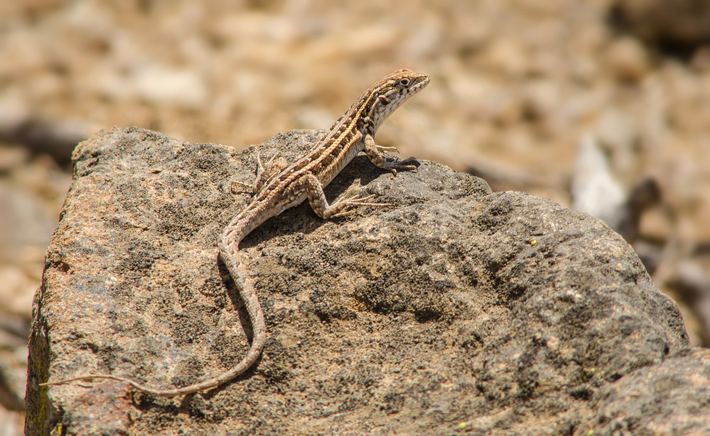Liolaemus pseudolemniscatus