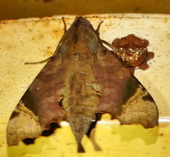 Temnora zantus