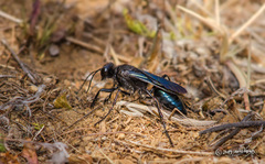 Stangeella cyaniventris