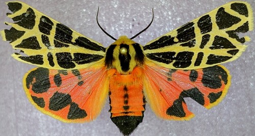 Mexican Tiger Moth