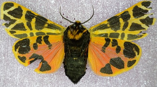 Mexican Tiger Moth