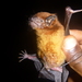 Robbin's House Bat - Photo (c) paultehoda, some rights reserved (CC BY-NC)