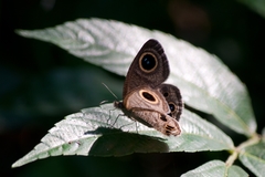 Ypthima baldus