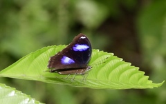 Hypolimnas bolina bolina