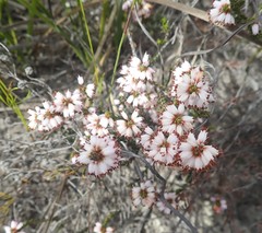 Erica chonantha