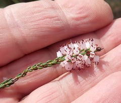 Erica chonantha